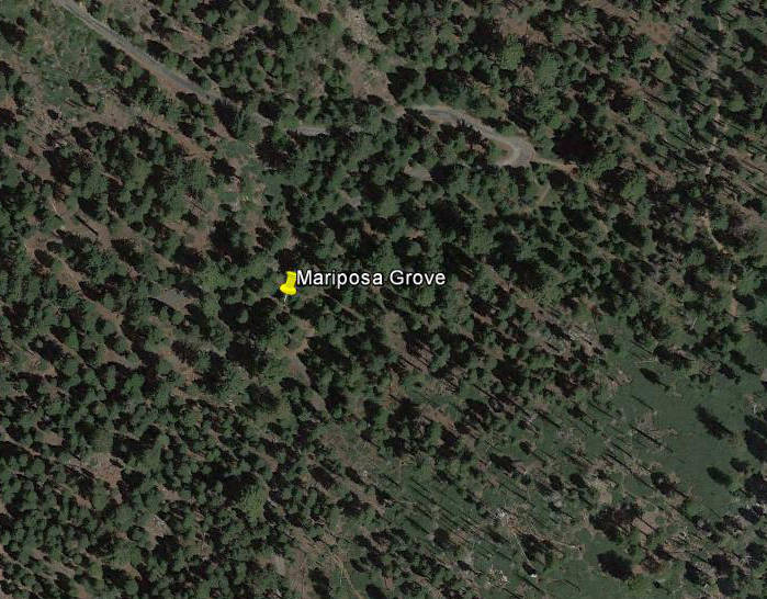 Mariposa Grove