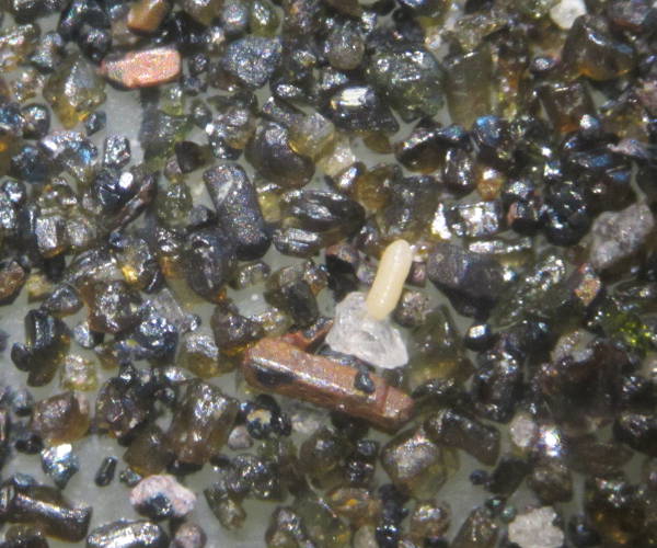 Grande Anse sur Morne