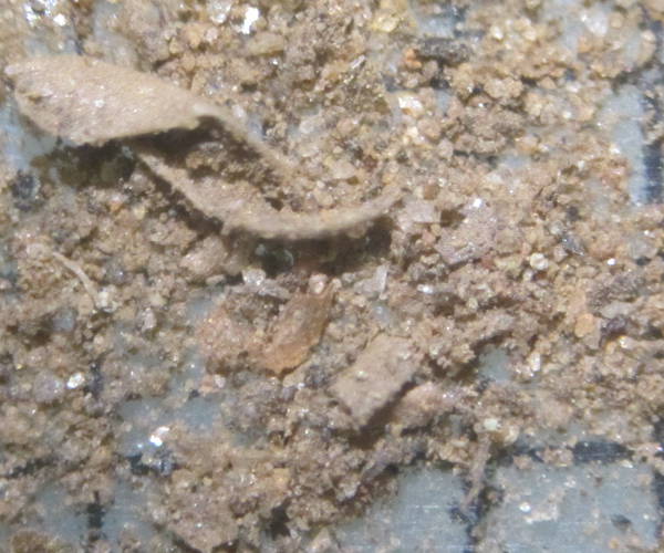 Sable de Mariposa Grove