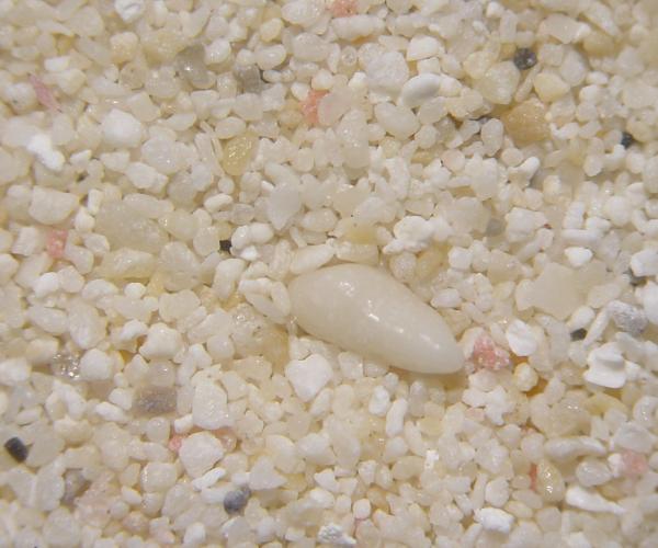 Plage des Raisins Clairs